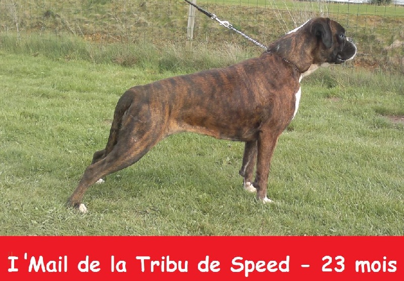 I'mail De La Tribu De Speed